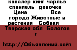  кавалер кинг чарльз спаниель -девочка › Цена ­ 45 000 - Все города Животные и растения » Собаки   . Тверская обл.,Бологое г.